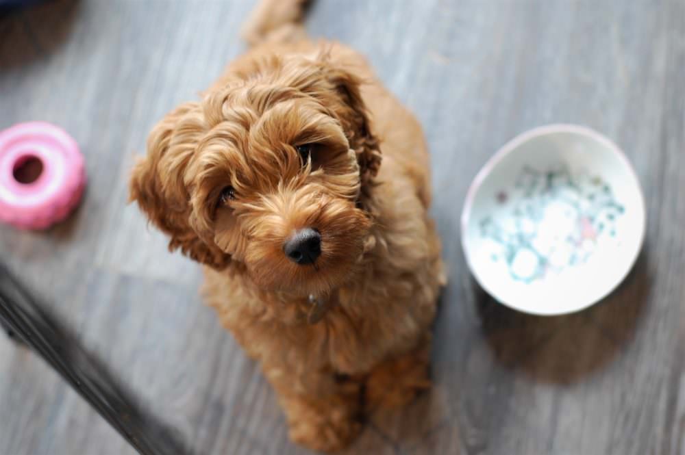 Chó poodle ăn gì đẹp lông