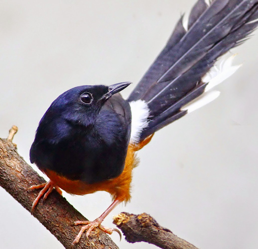 Chim chích chòe lửa – Cách nuôi, nguồn gốc và đặc điểm