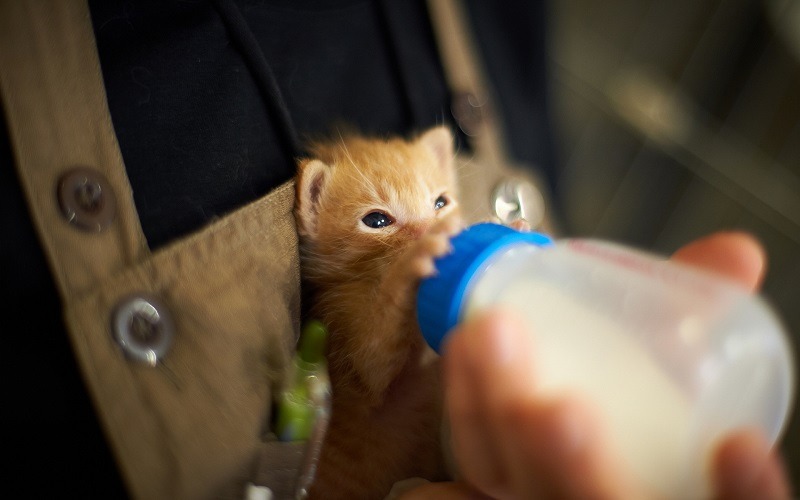 Cách cho mèo con uống sữa